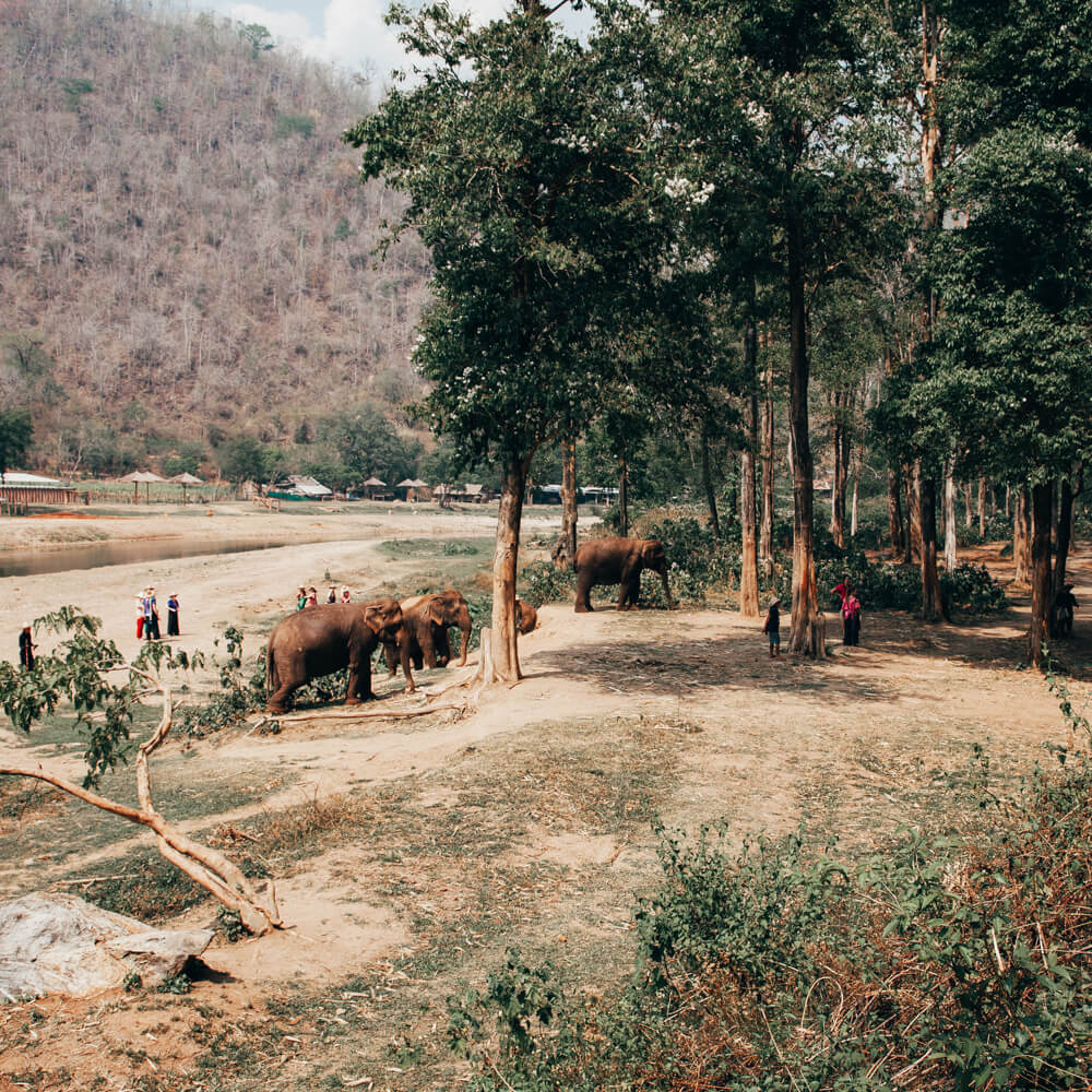 Elephant Nature Park, Chiang Mai, Tailândia - elefantes soltos
