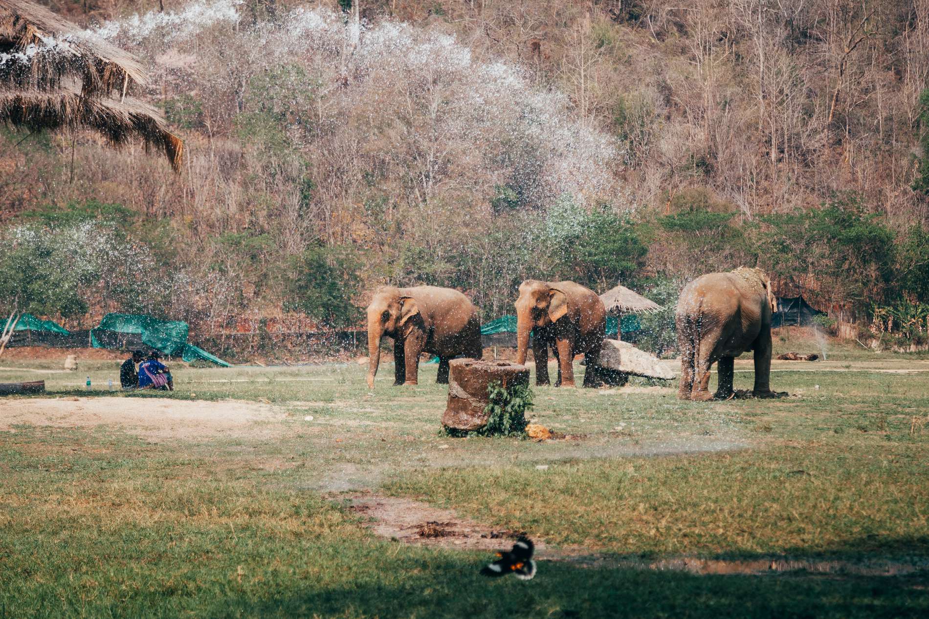 Elephant Nature Park, Chiang Mai, Tailândia - elefantes tomando banho