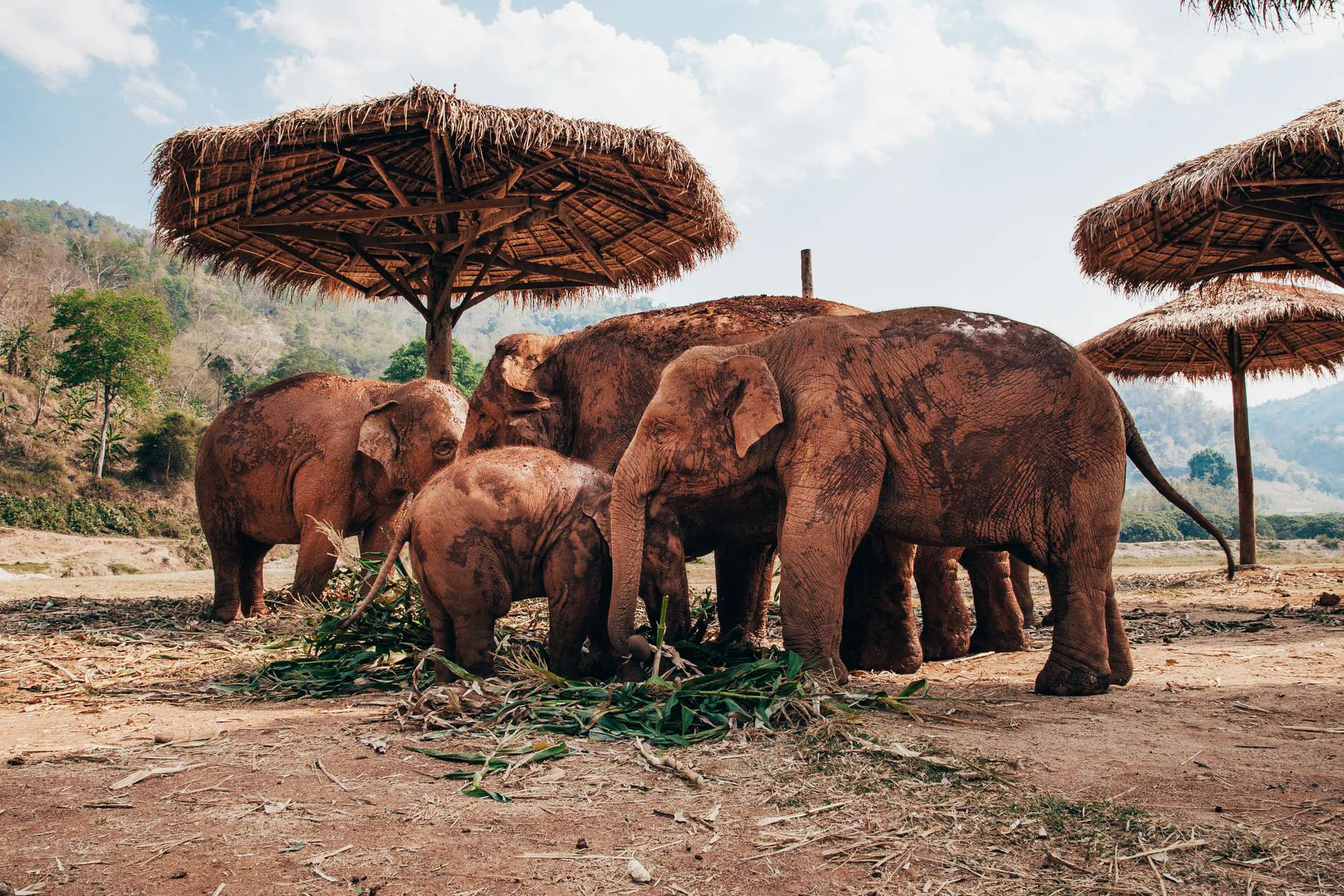 Elephant Nature Park, Chiang Mai, Tailândia - família de elefantes