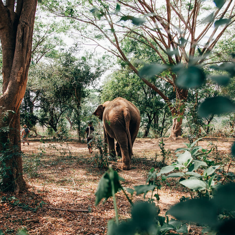 Elephant Nature Park, Chiang Mai, Tailândia - caminhada com elefante