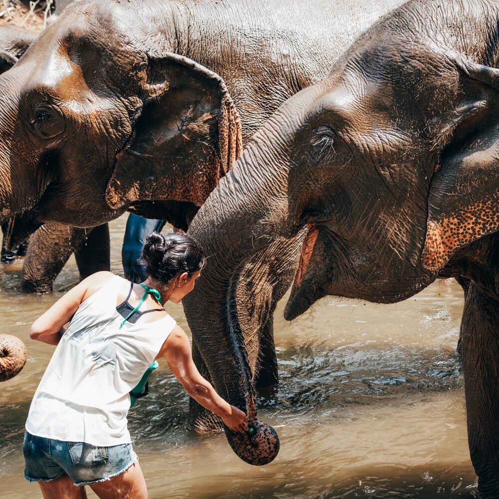Elephant Nature Park, Chiang Mai, Tailândia - alimentando elefante