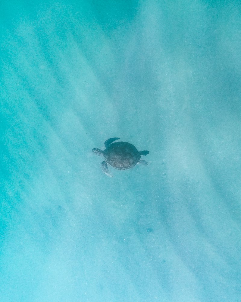 Tartaruga vista na praia Graçainha