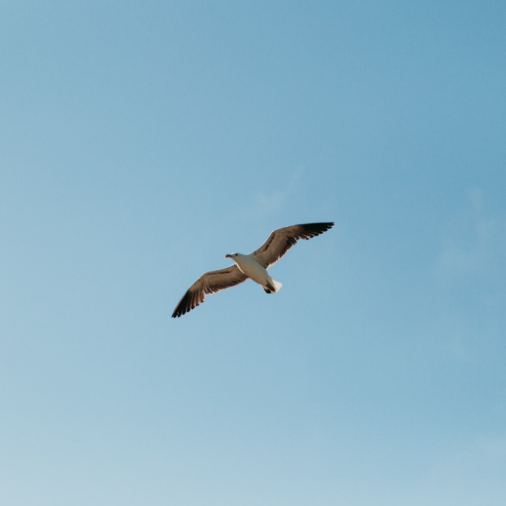 Praia do Forno, Arraial do Cabo - gaivota