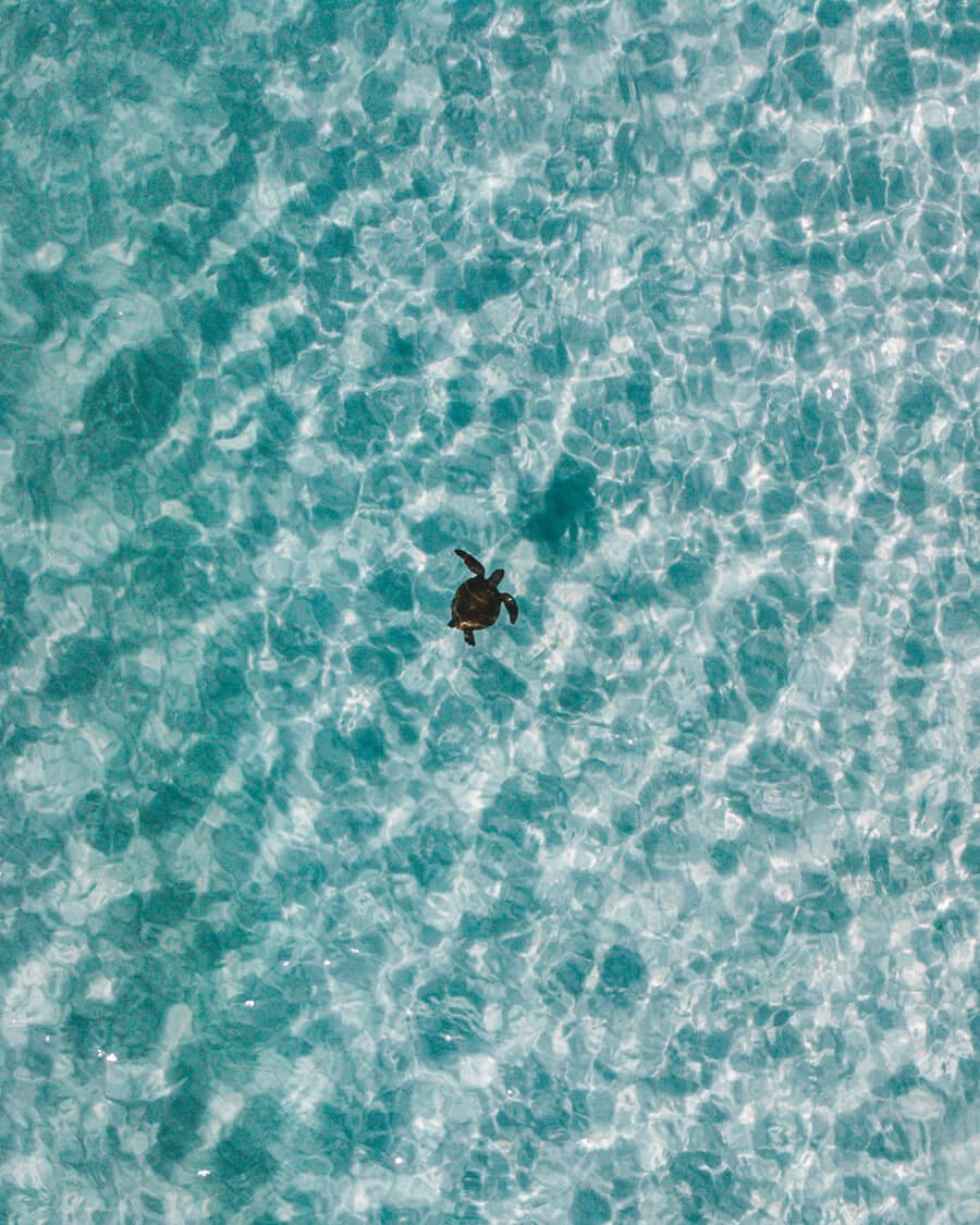 Tartaruga marinha fotografada na Praia Grande, Arraial do Cabo