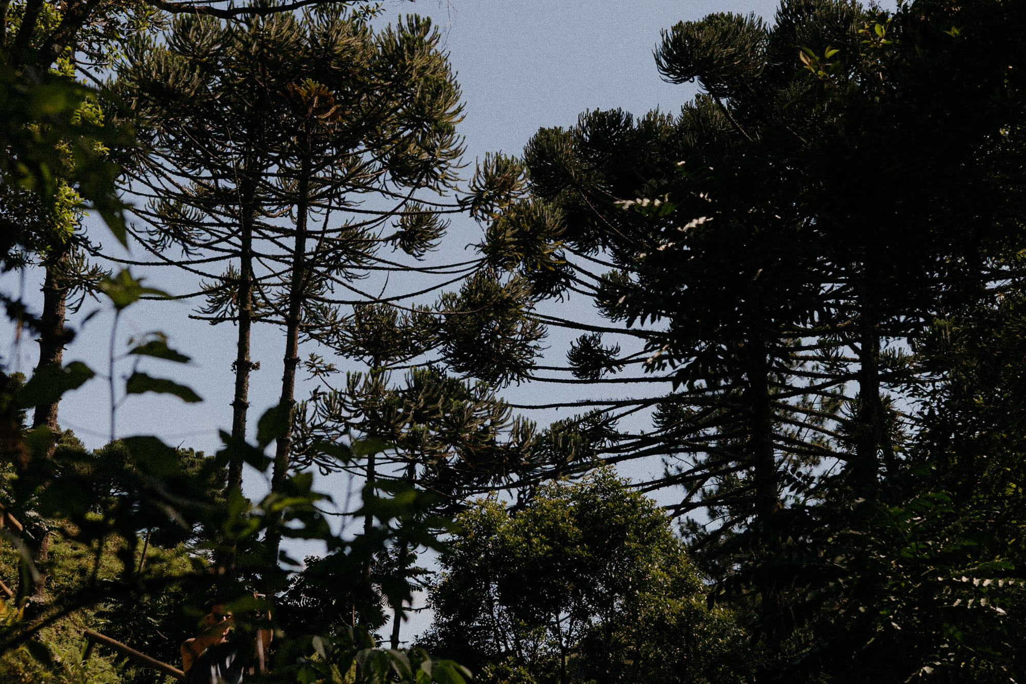 Araucárias em Gonçalves